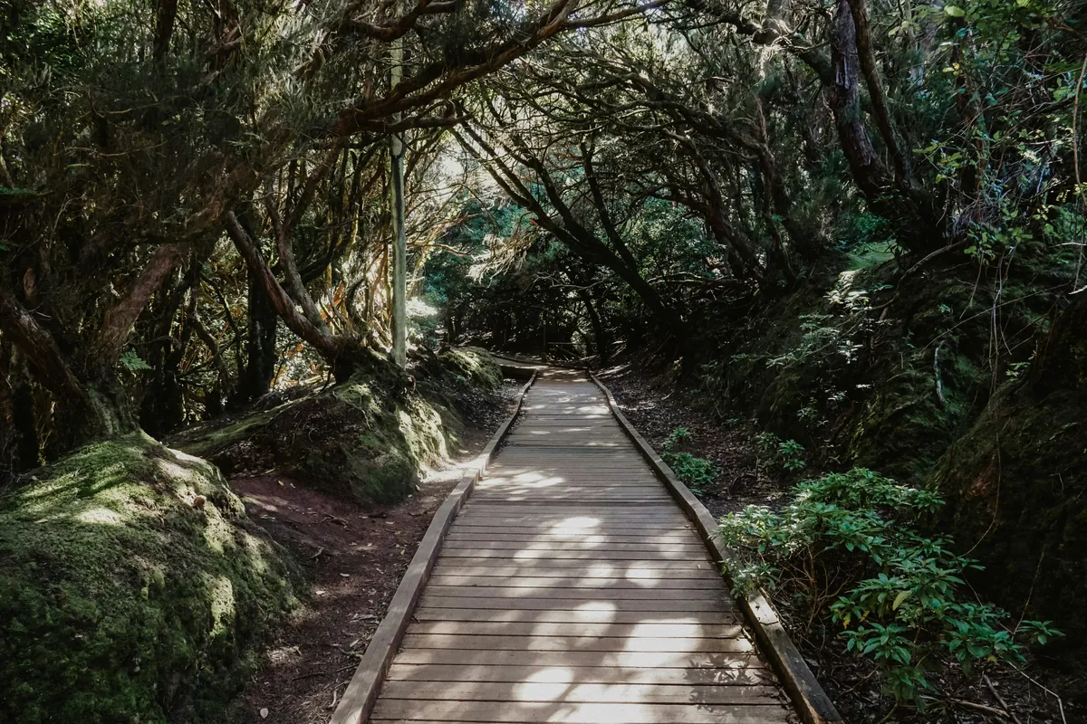 Bosque de laurisilva