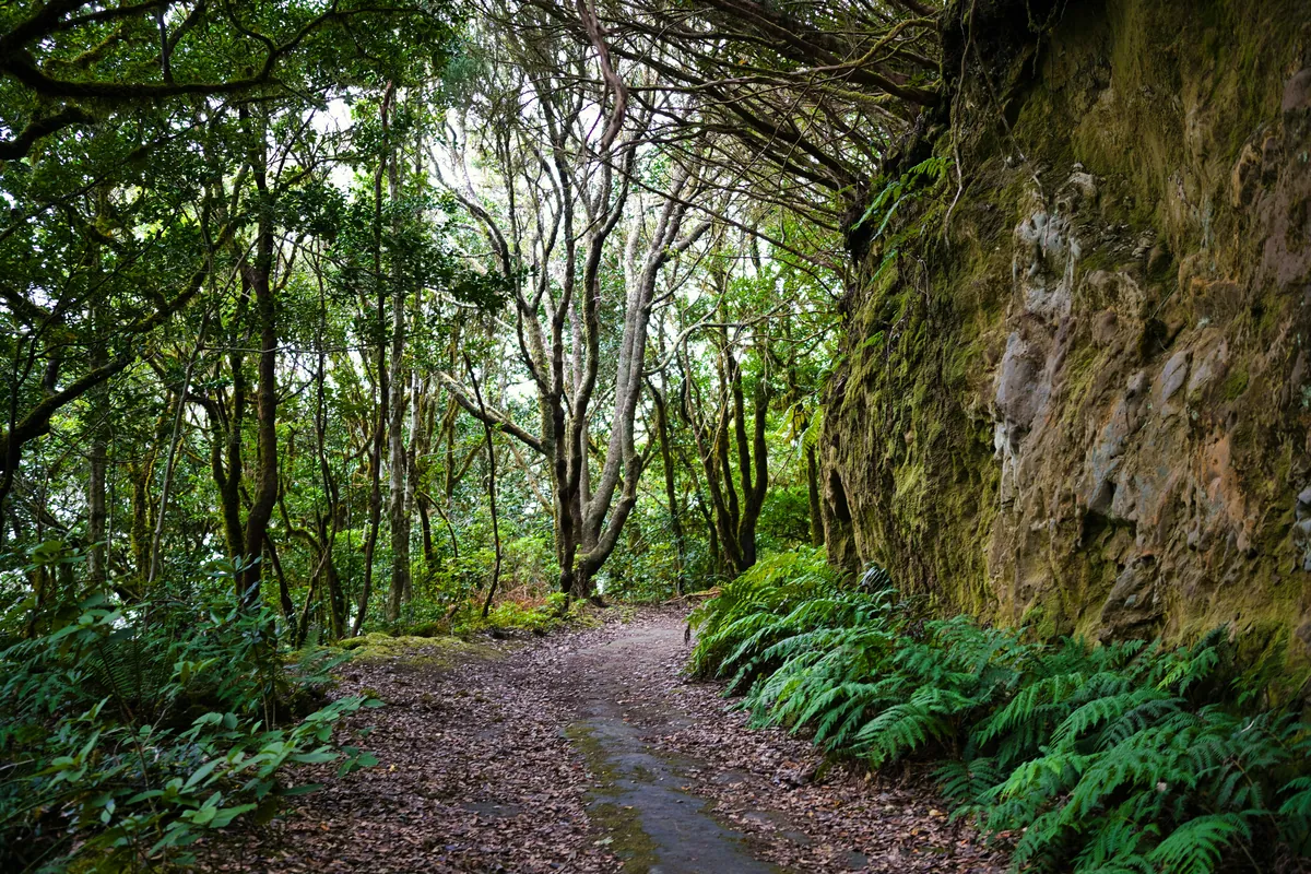 Trail in the Anaga forest