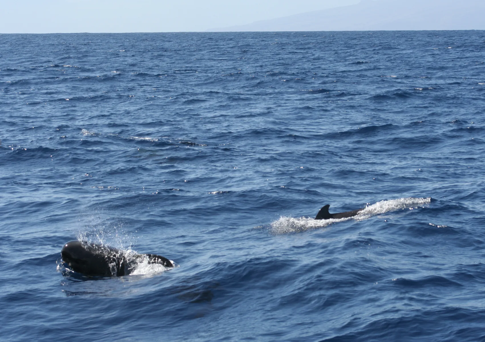 Dos calderones tropicales nadando juntos en el estrecho entre Tenerife y La Gomera