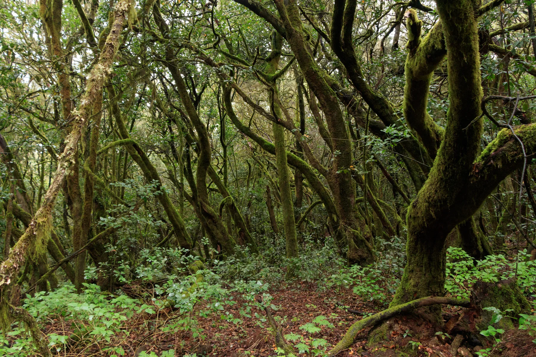 Laurel forest in Garajonay National Park, La Gomera