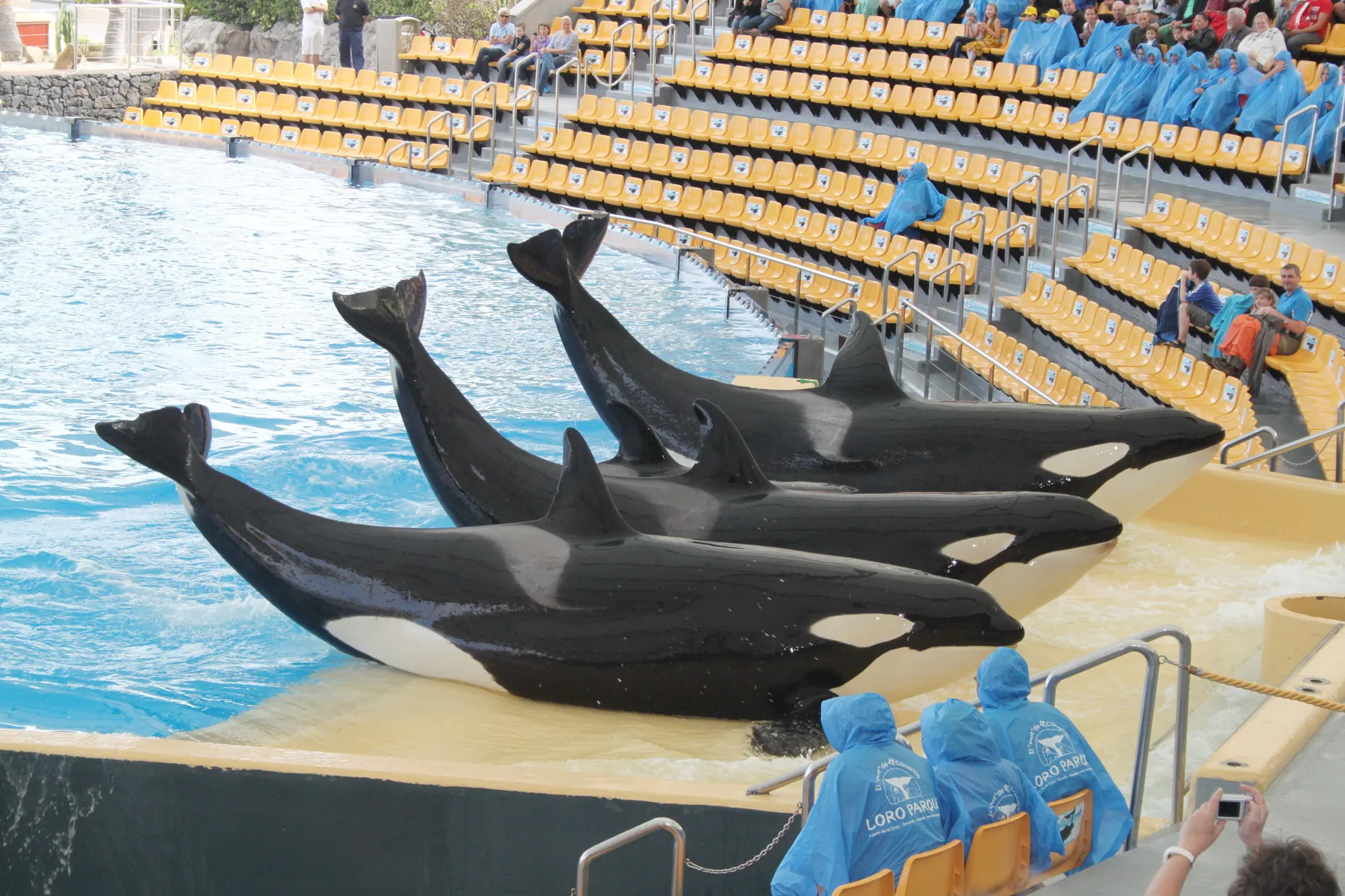 Show de orcas en Loro Parque