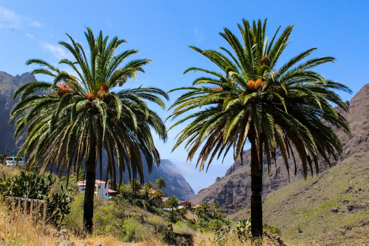Palm tree and mountains at Masca