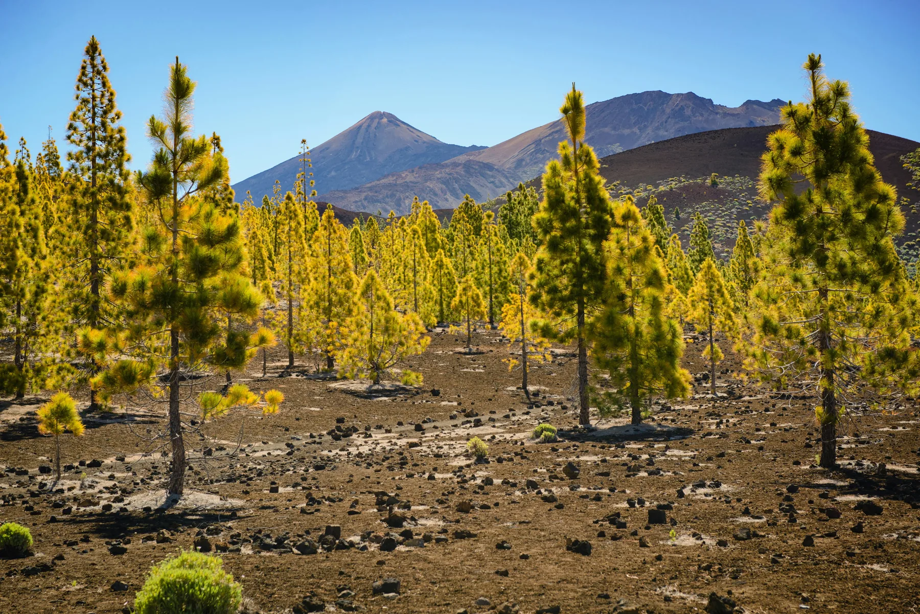 Ladera del Teide desde Chío