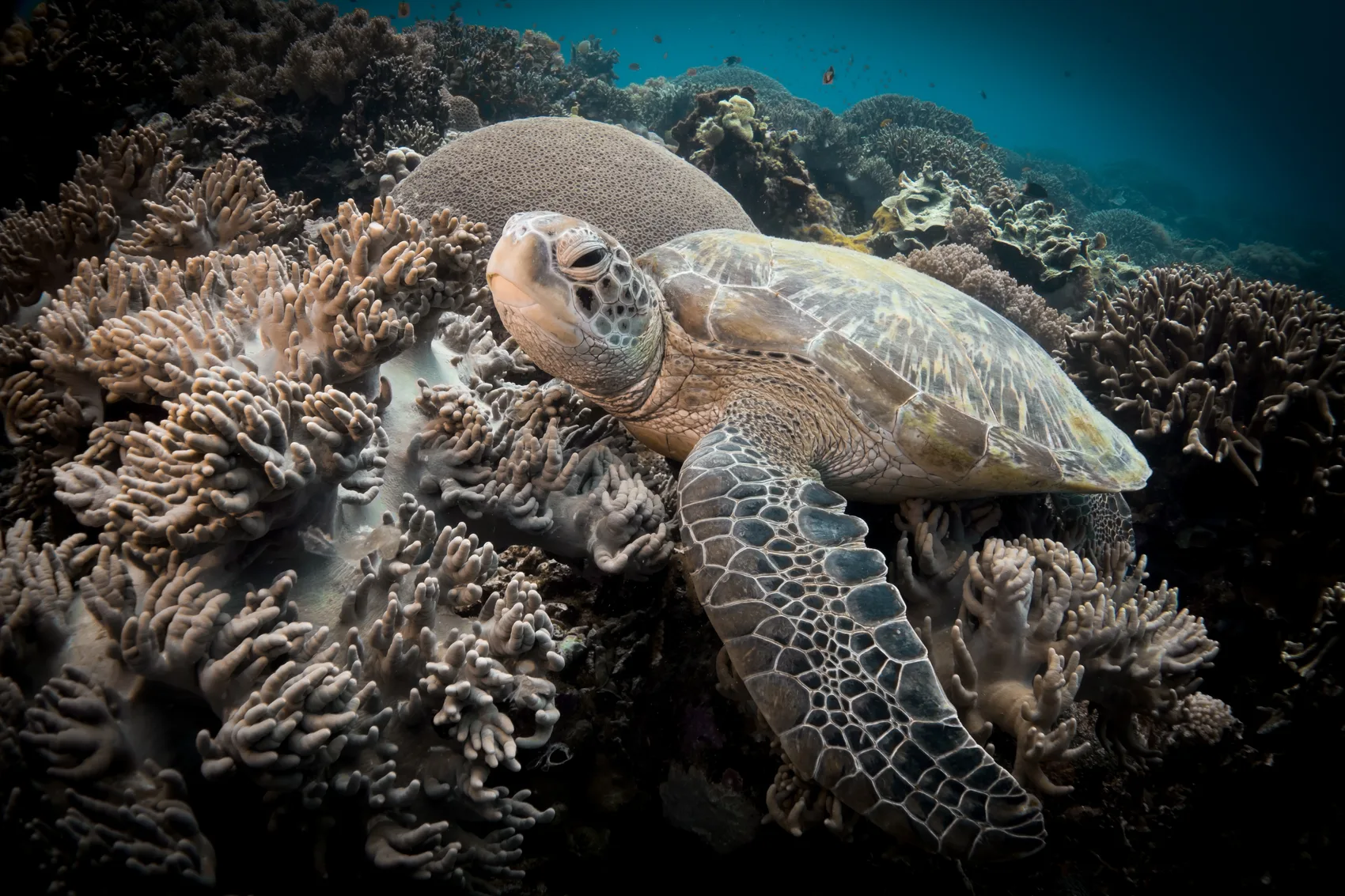 Tortuga marina alimentándose sobre un fondo de arena y arrecife