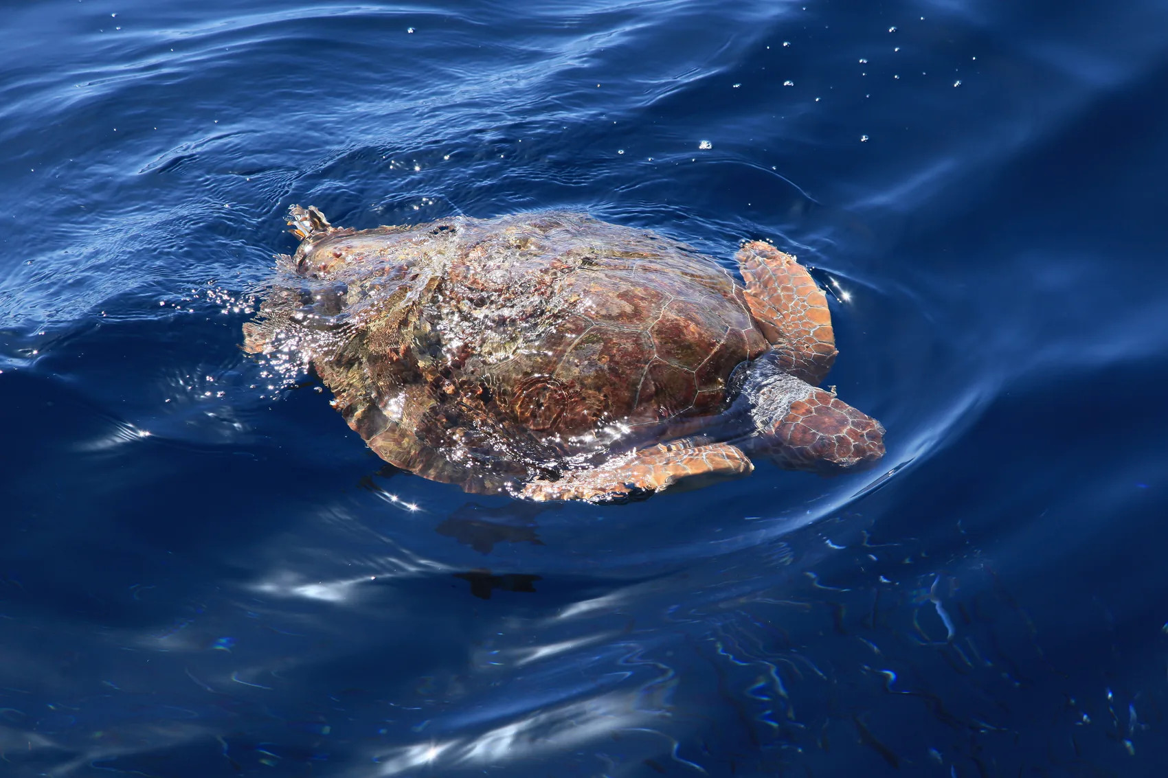 Tortuga marina en aguas de Canarias