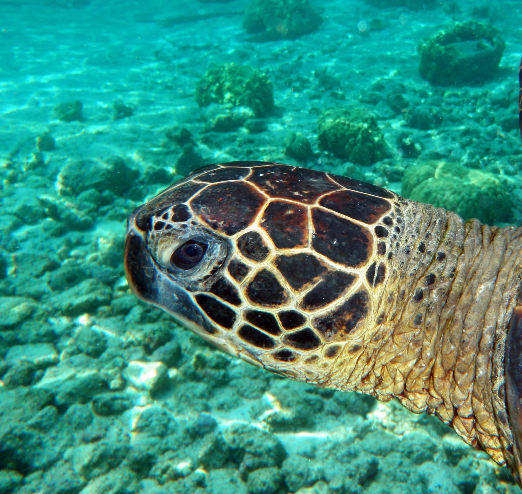 Tortuga marina verde nadando en aguas turquesas