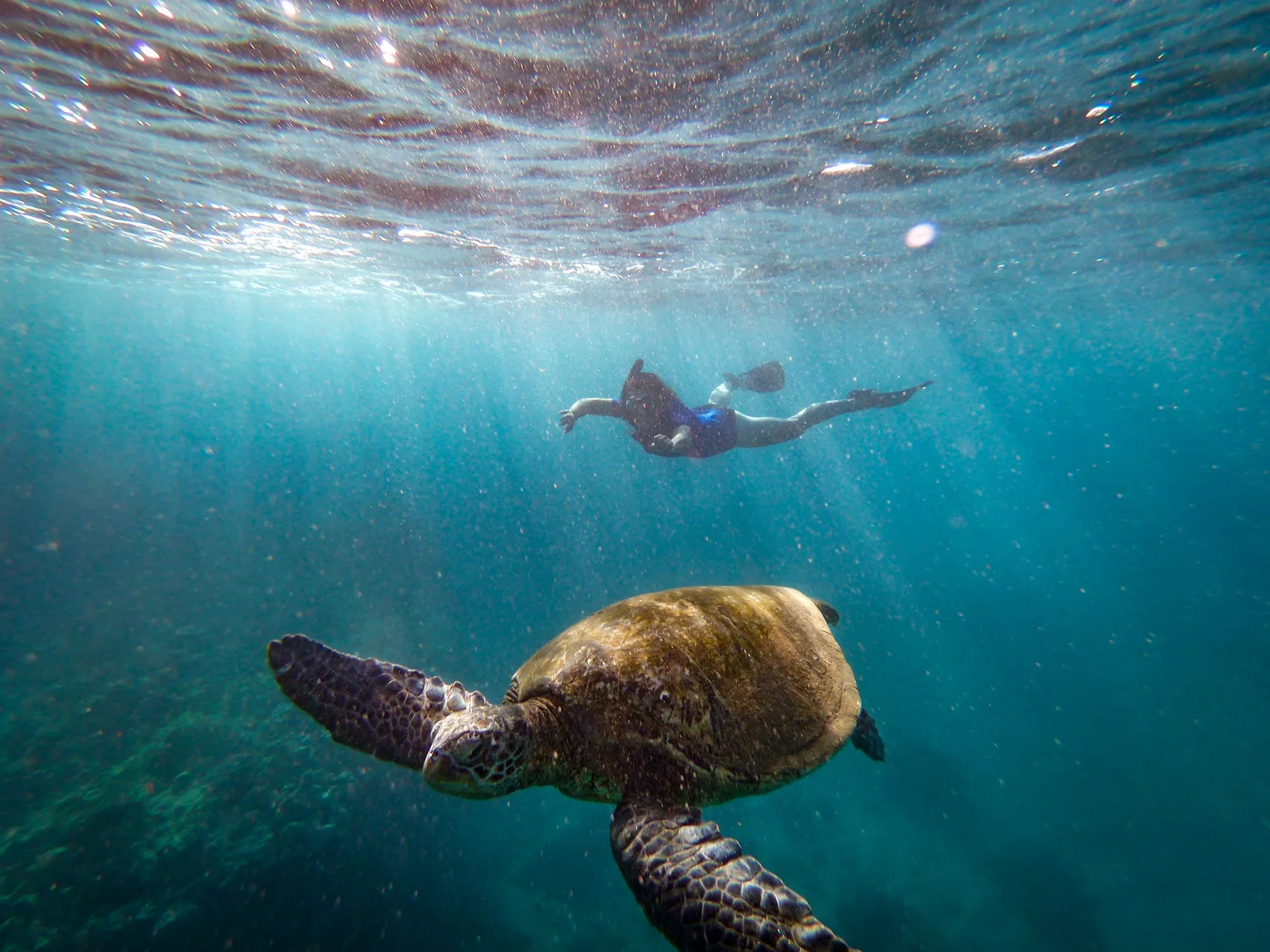 Nadador haciendo snorkel junto a una tortuga marina