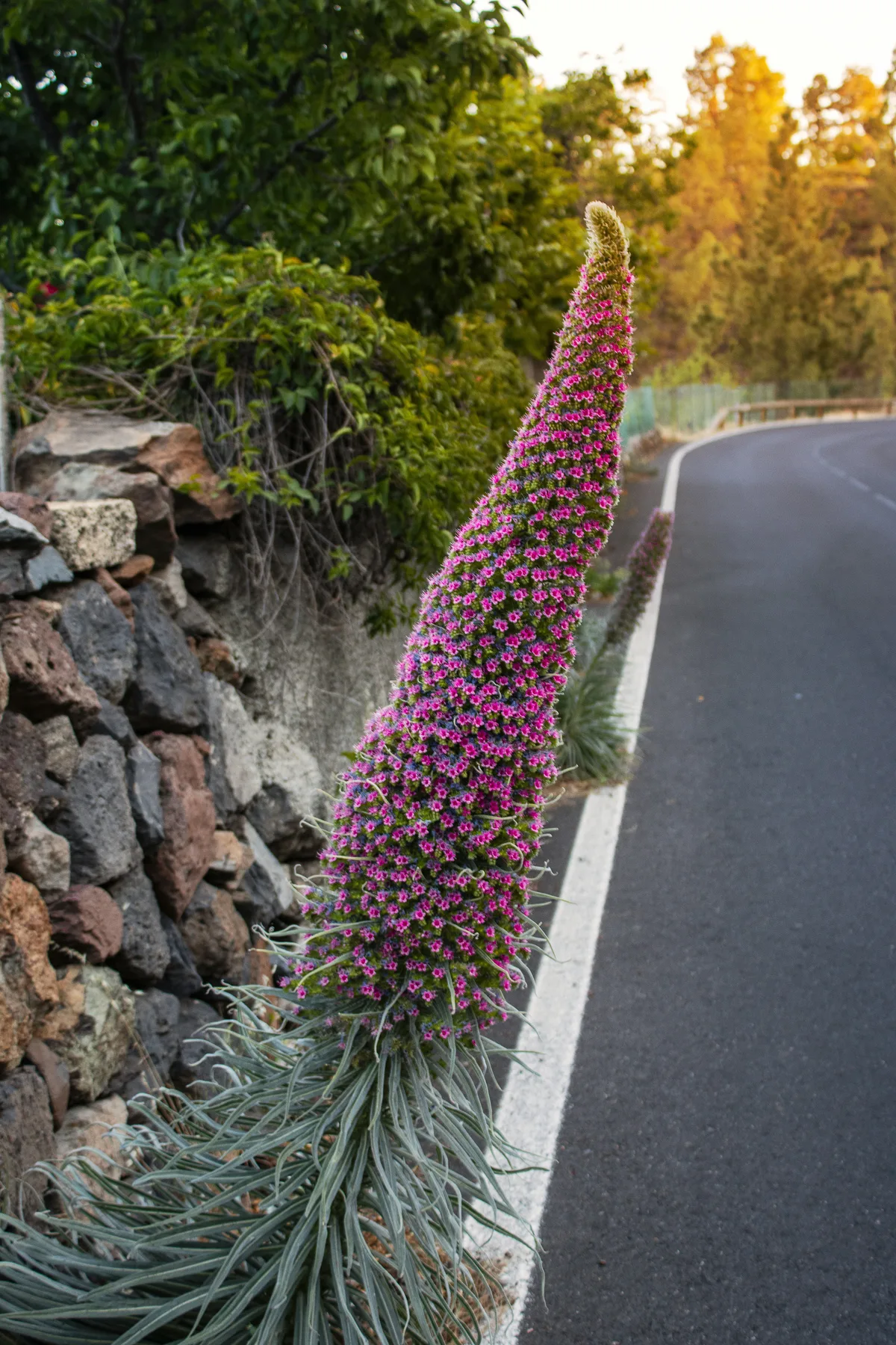 Naturaleza y flora de Vilaflor