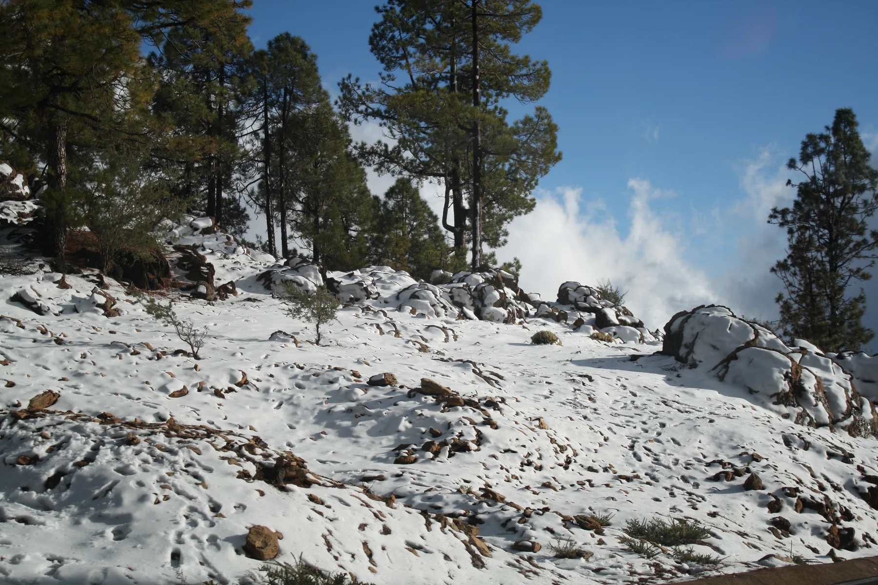 Pinar de Vilaflor, pinos canarios de gran altura