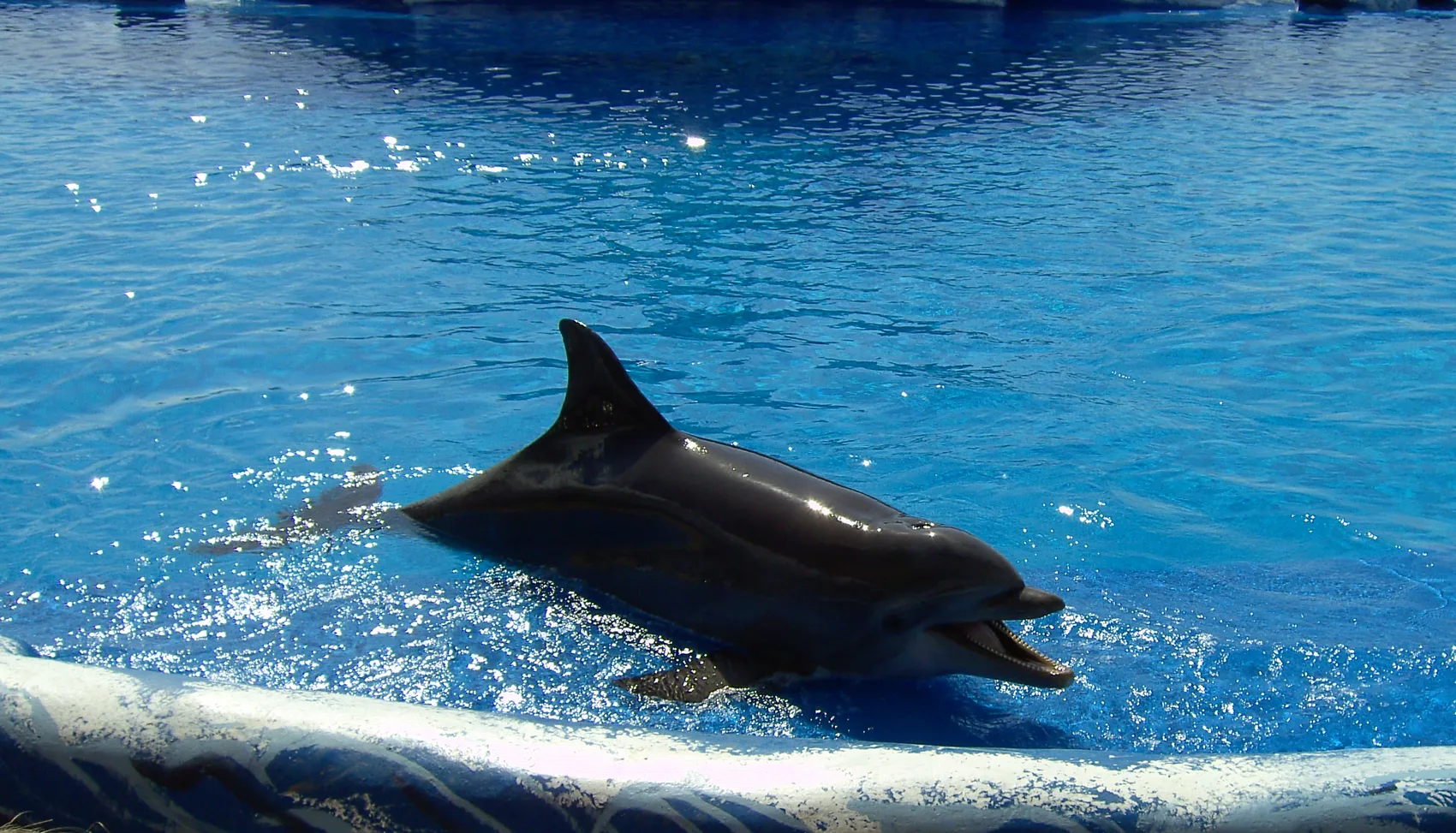 Delfín mular en el delfinario de Aqualand Costa Adeje