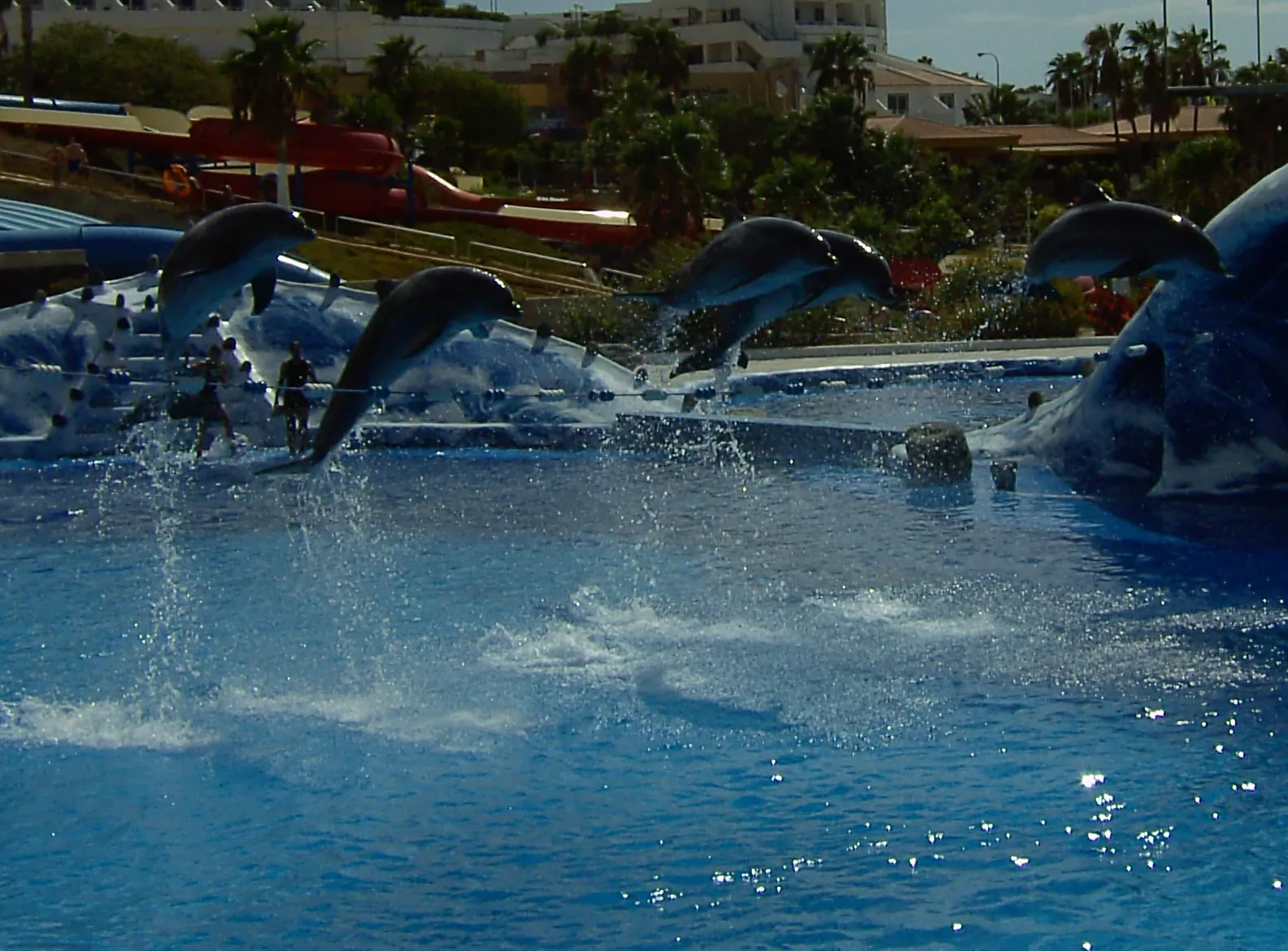 Espectaculo de delfines en Aqualand Costa Adeje