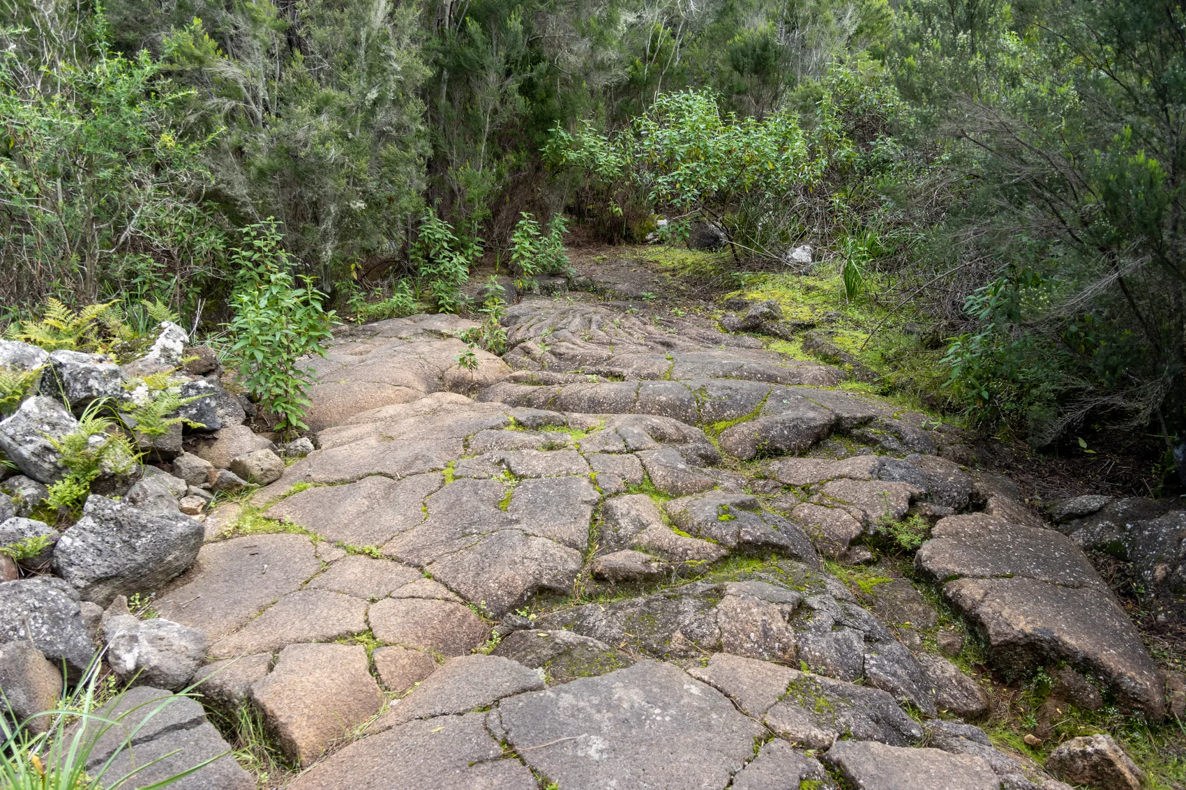 Terreno volcánico y monteverde sobre la Cueva del Viento