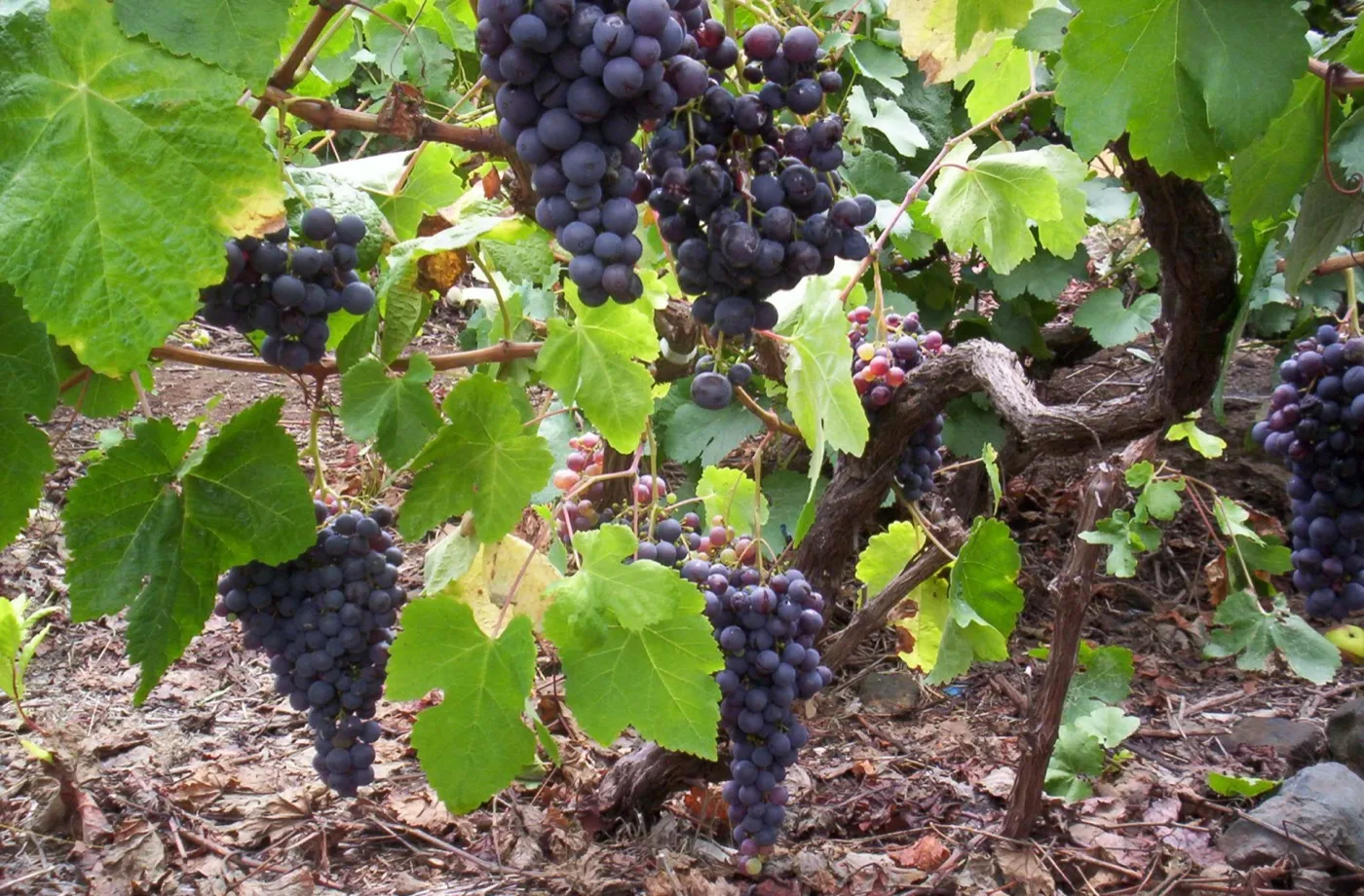Racimos de uva Listán Negro, variedad autóctona de Tenerife