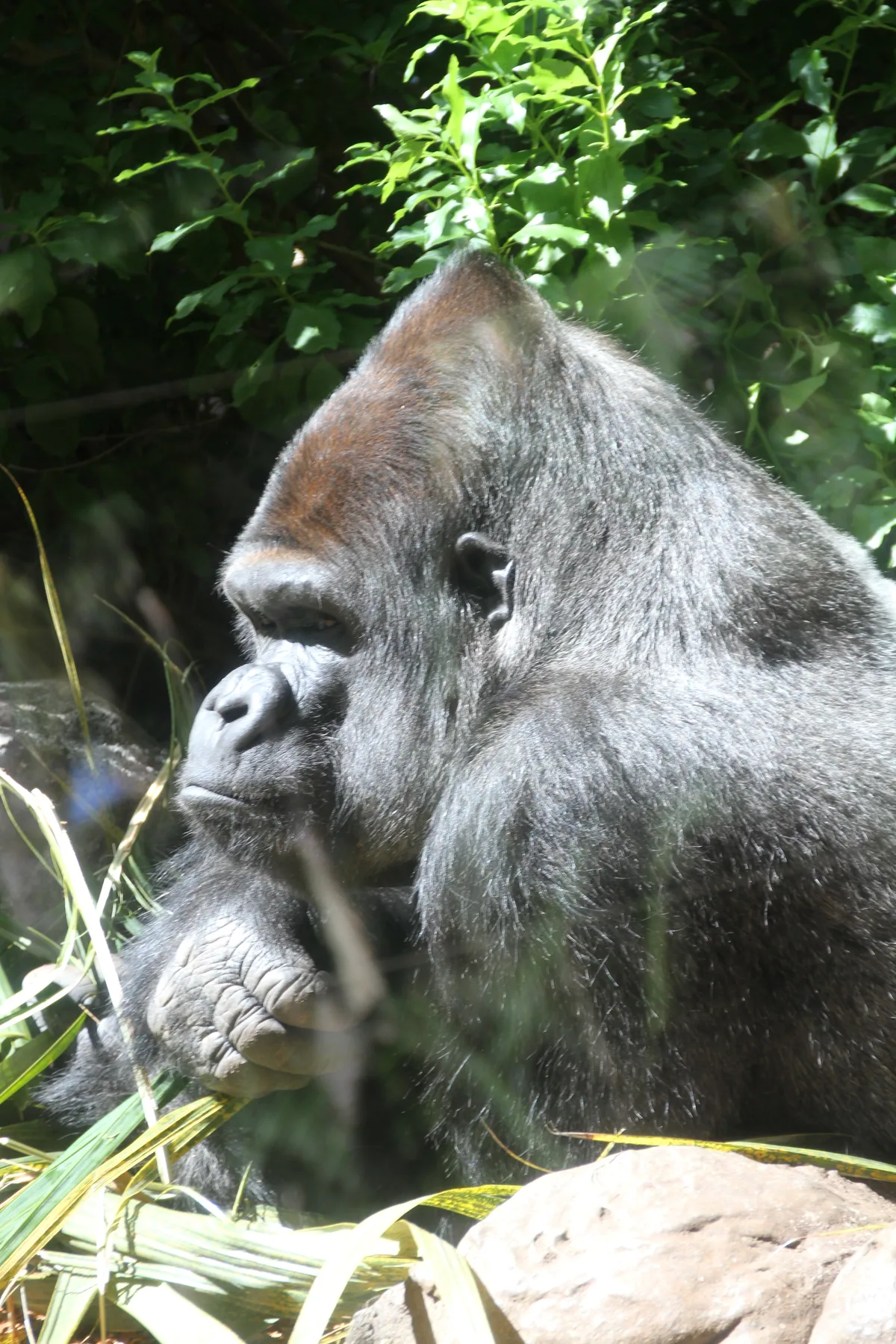 Gorila de llanura occidental en Loro Parque