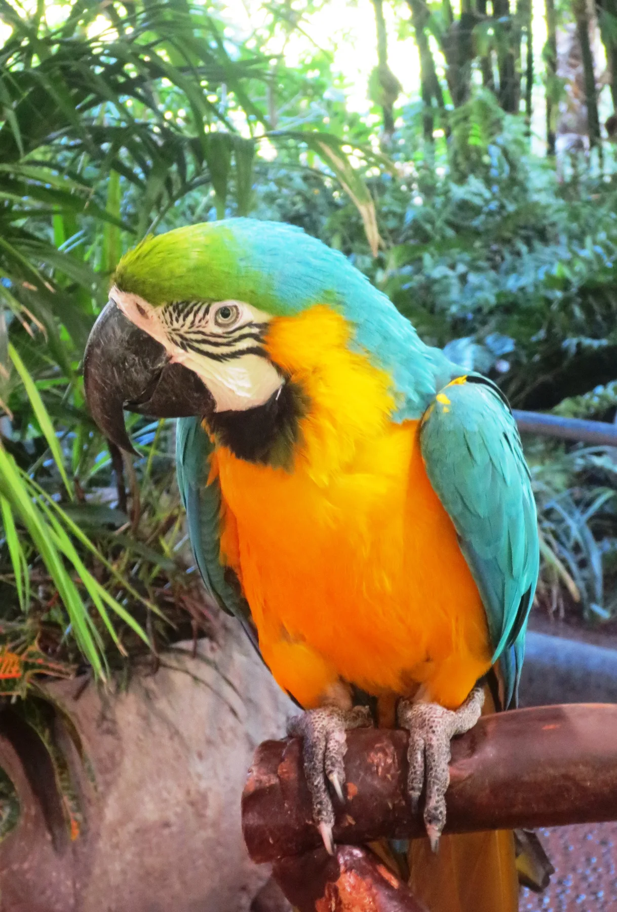 Guacamayo azul y amarillo en Loro Parque