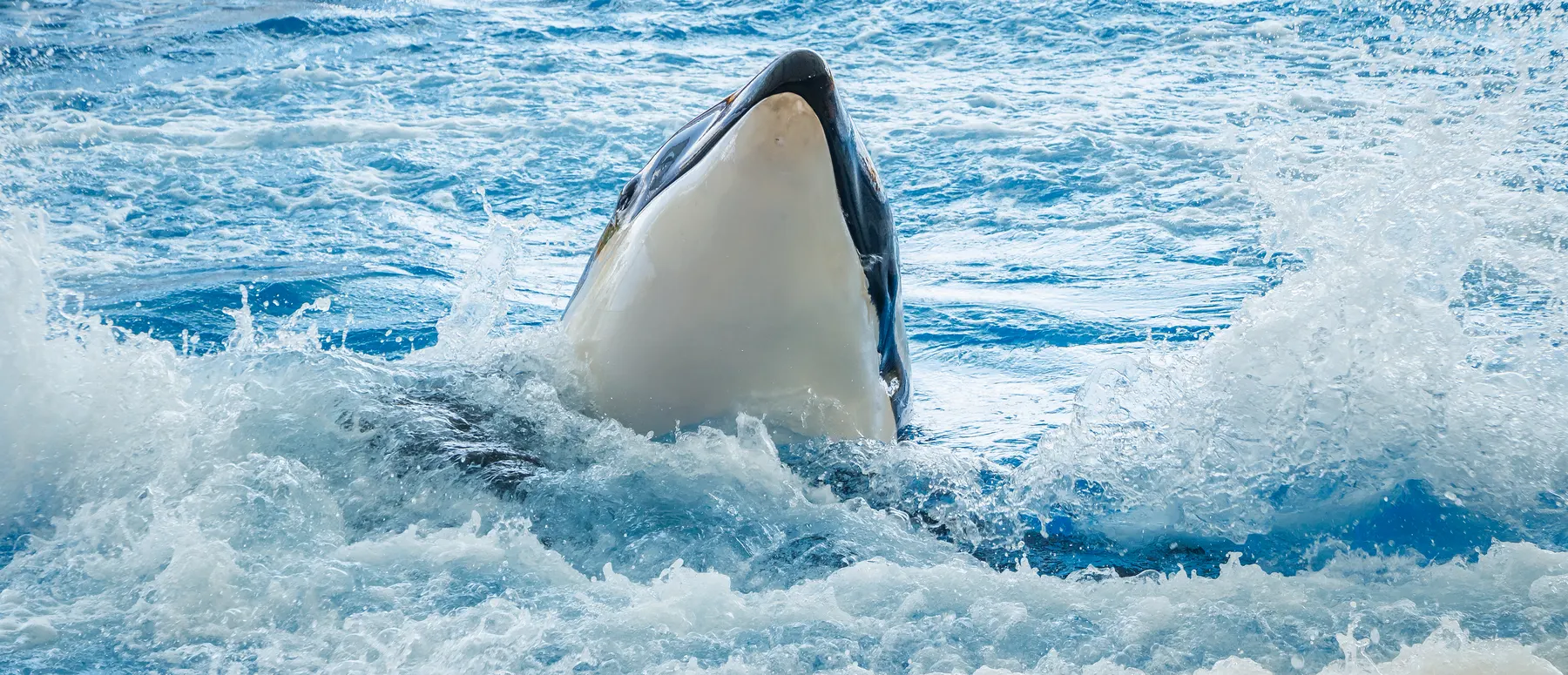 Orca en Loro Parque