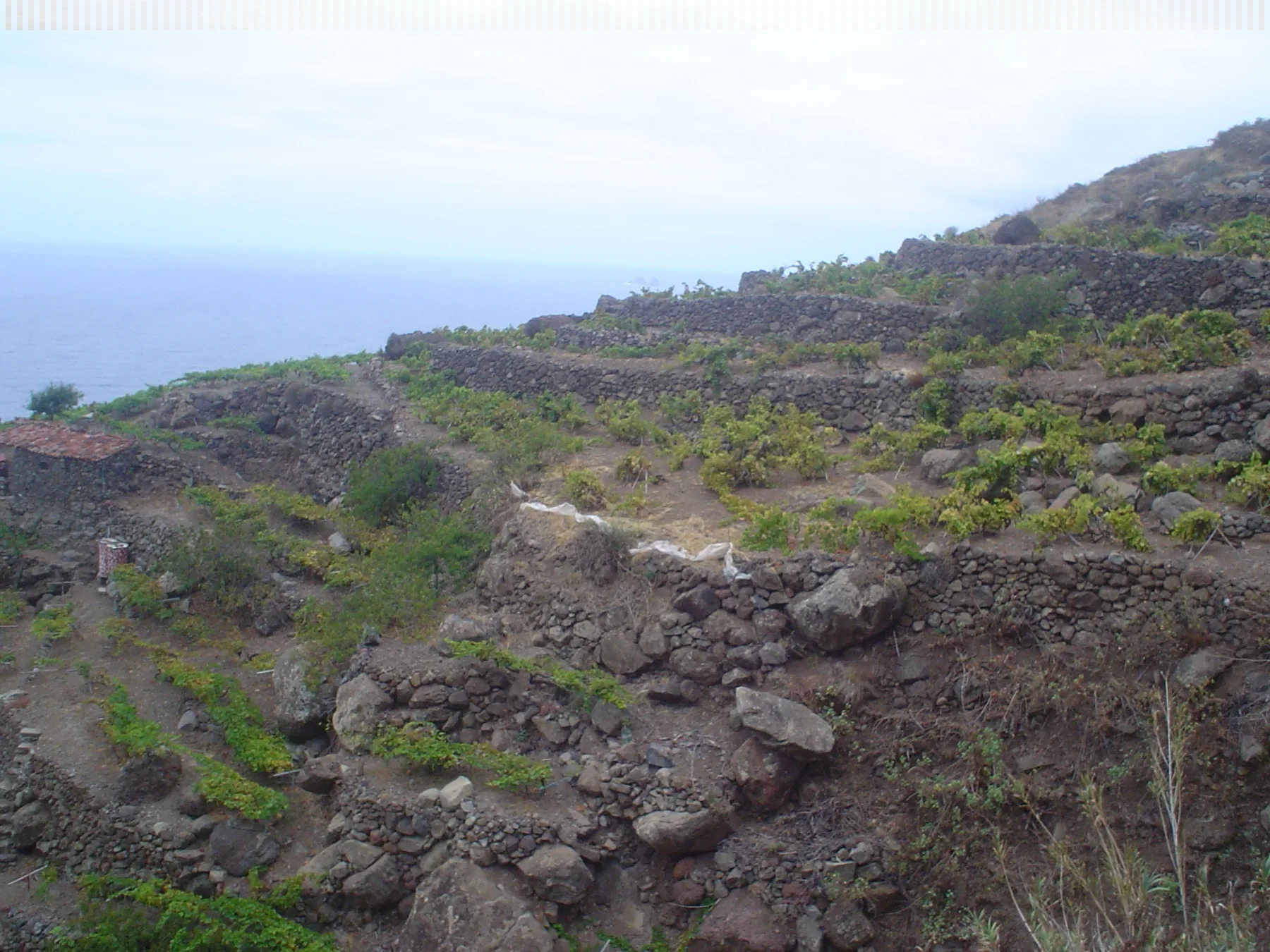 Viñedos junto al mar en Taganana, norte de Tenerife