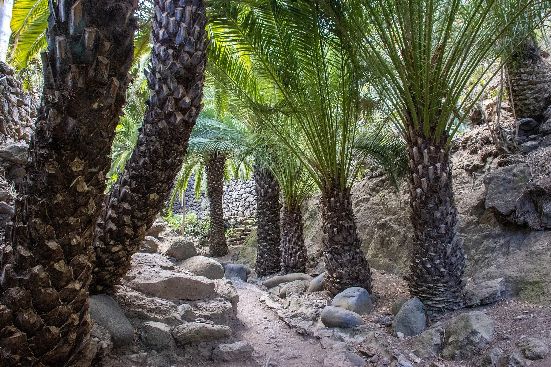 Palmeras y cauce rocoso dentro del Parque del Drago