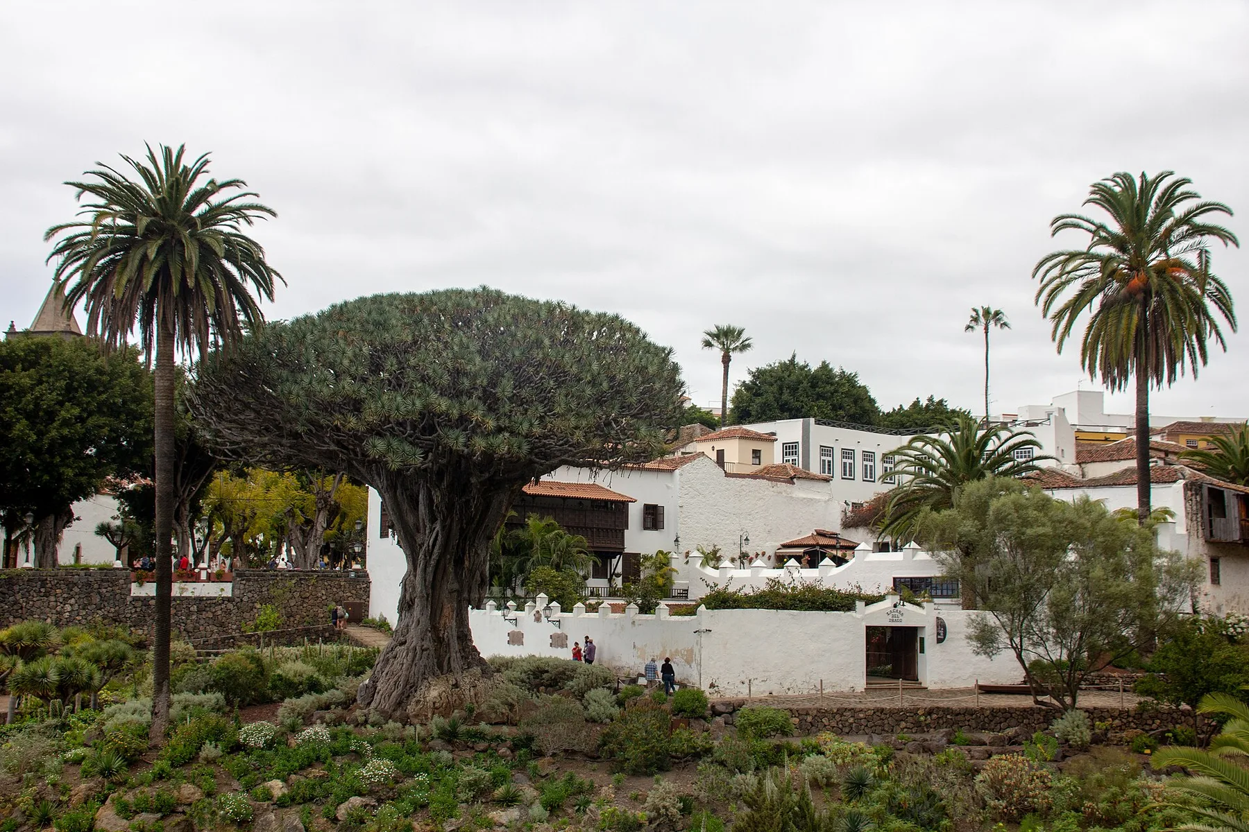 El Drago Milenario visto desde el interior del Parque del Drago, con casas blancas de Icod detrás